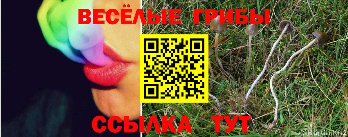 Галлюциногенные грибы прущие грибы Петропавловск-Камчатский
